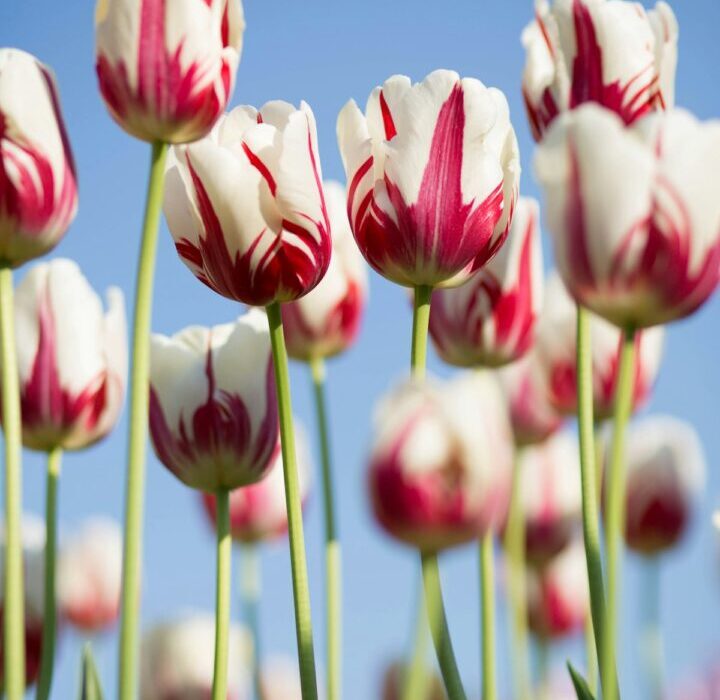 Beautiful deer-resistant lavender flowers blooming in a garden
