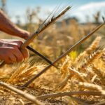 hand cutting wheat stalks with a scythe in a small plot