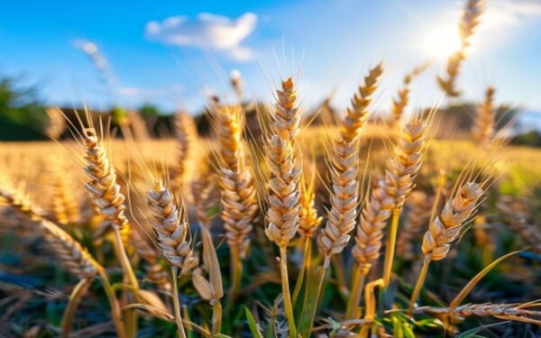 golden ripe wheat heads ready to harvest in a small backyard plot