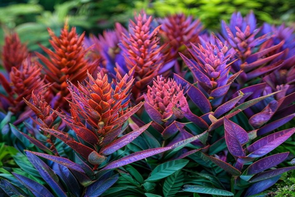 amaranth plants with red and purple foliage