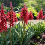 tall amaranth with vibrant red seed tassels