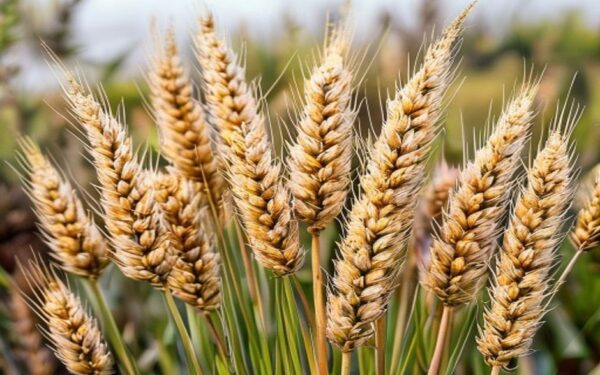 millet plants with dense fluffy seed panicles