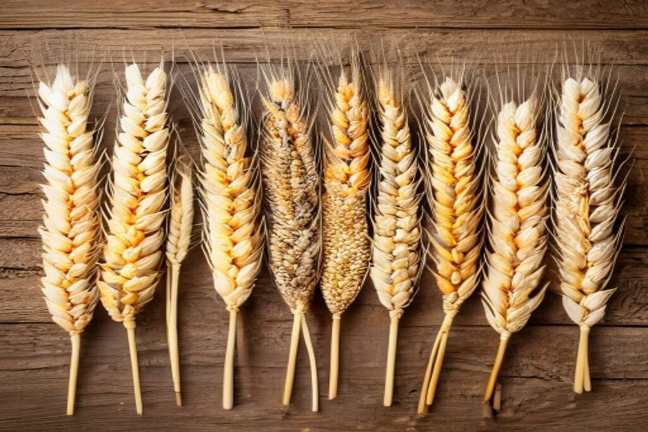different heritage wheat heads with distinct shapes