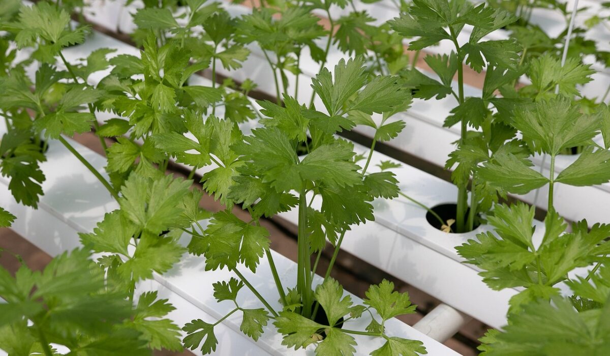 Hydroponic vegetables growing under artificial lighting in a modern growing system
