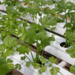 Hydroponic vegetables growing under artificial lighting in a modern growing system