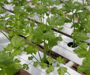Hydroponic vegetables growing under artificial lighting in a modern growing system