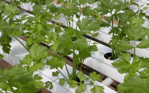 Hydroponic vegetables growing under artificial lighting in a modern growing system