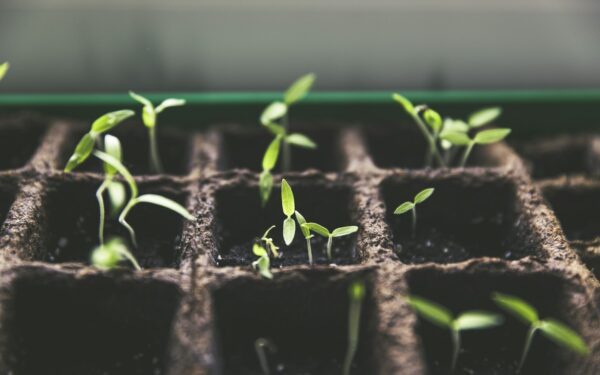 How to Grow Herbs Indoors: 10 Kitchen Herbs You Can Grow Year-Round