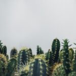 Best Indoor Plants for Beginners: 15 Easy-to-Grow Houseplants That Thrive in Any Home