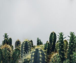 Best Indoor Plants for Beginners: 15 Easy-to-Grow Houseplants That Thrive in Any Home