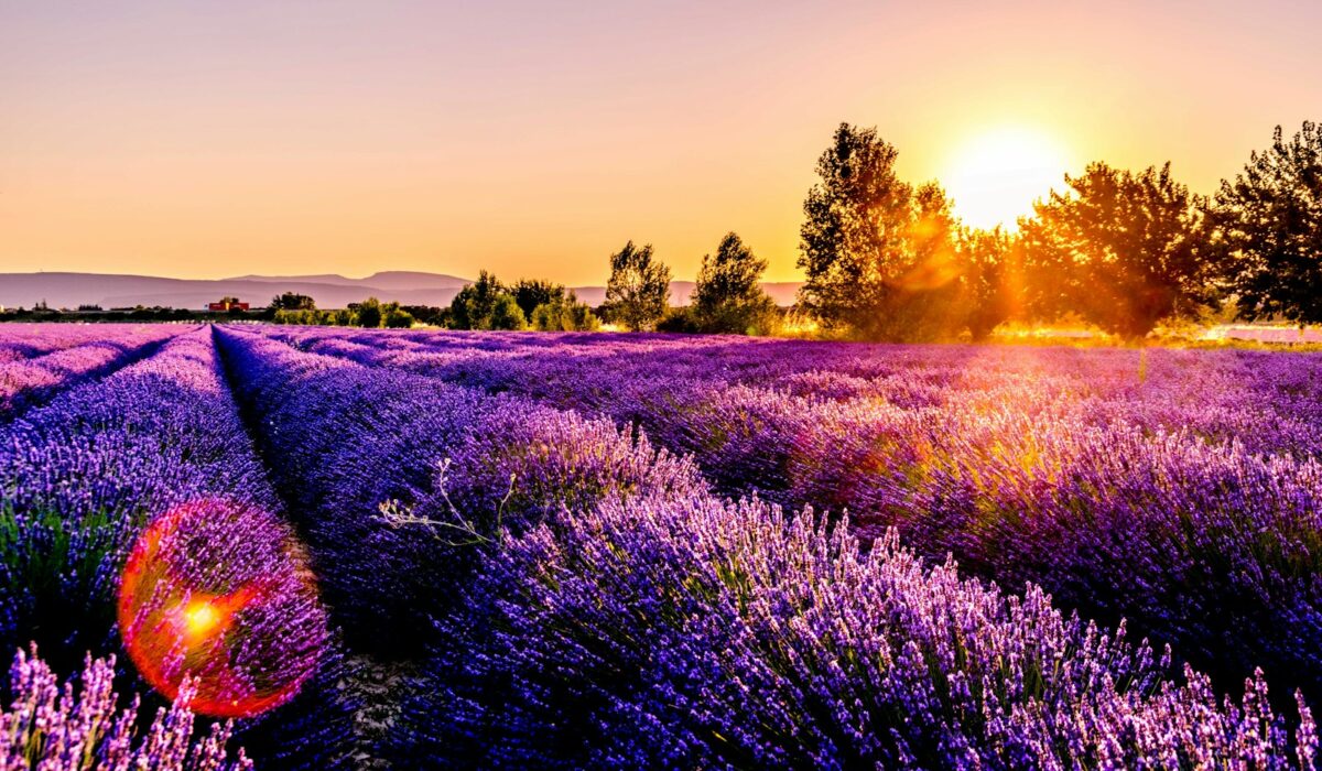How to Grow Lavender: Planting, Care, and Harvesting Guide