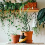 Natural Pest Control for Gardens: 12 Organic Methods That Actually Work