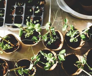 How to Identify and Control Common Garden Weeds