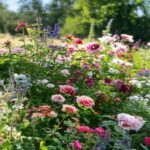 Mixed perennial flower border with roses, lavender, and salvia in full bloom