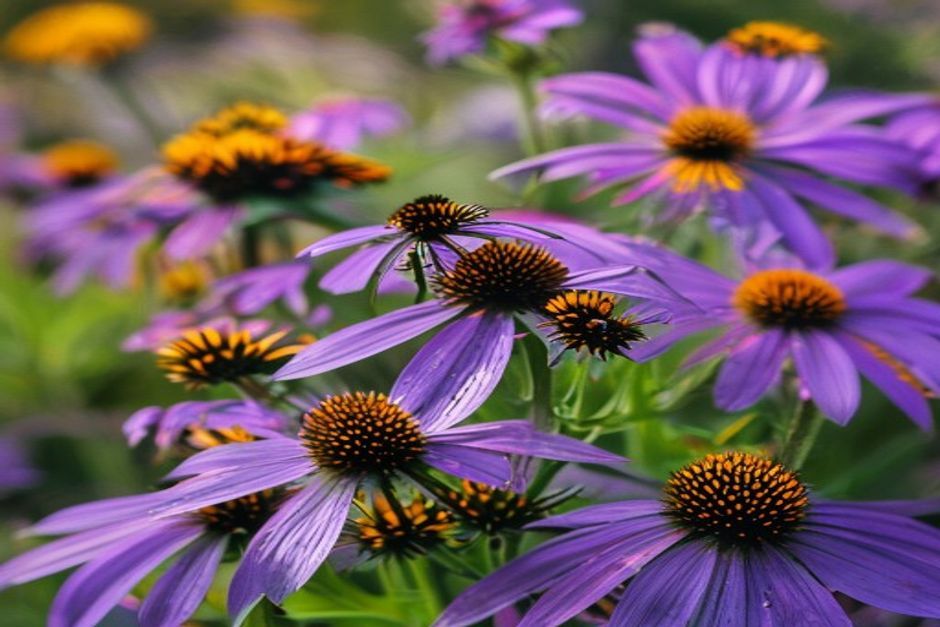Purple coneflowers (echinacea) with honey bees collecting pollen