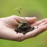 Hands planting vegetable seedlings in a spring garden