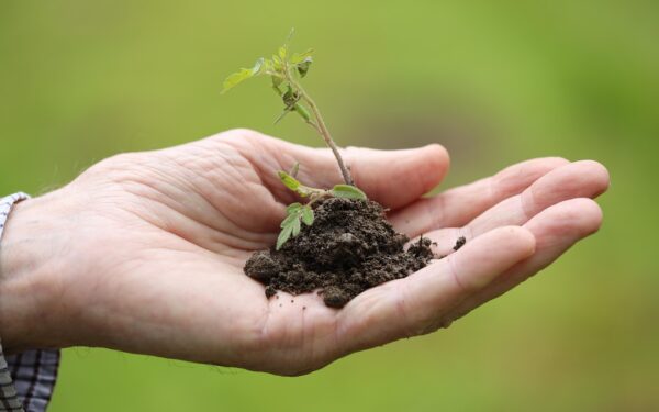 Hands planting vegetable seedlings in a spring garden
