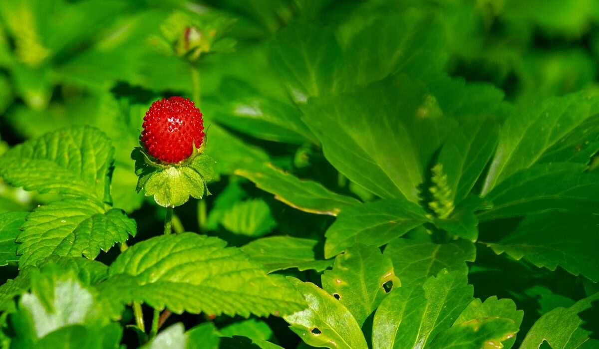 Strawberry plant growing with ripe red berries among green leaves