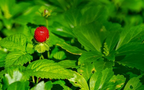 Strawberry plant growing with ripe red berries among green leaves