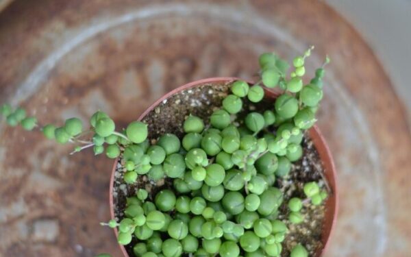 String of Pearls succulent plant with cascading green bead-like leaves in a clay pot