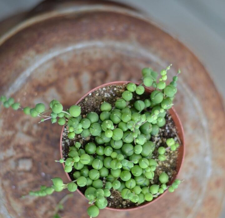String of Pearls succulent plant with cascading green bead-like leaves in a clay pot