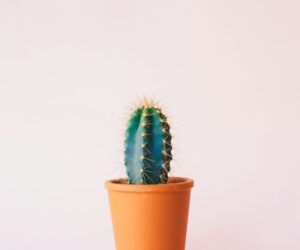 How to Grow Succulents: Complete Care Guide for Beginners