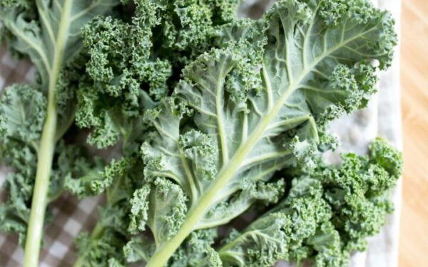 Fresh green kale growing in a backyard garden - a popular superfood you can grow at home
