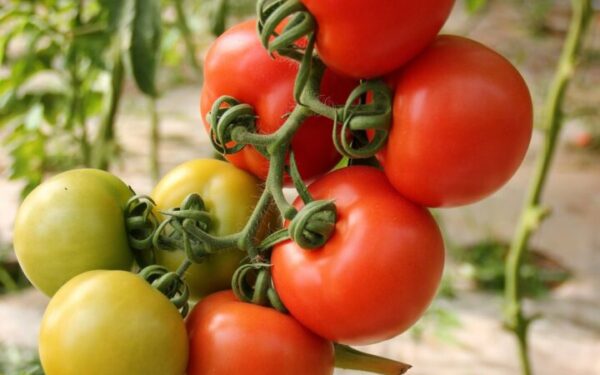Tomato plant leaves showing signs of curling and stress in a garden