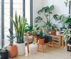 7 Houseplants Trending in 2026 That Are Actually Easy to Grow