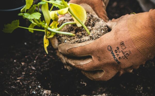 How to Start a Vegetable Garden from Scratch: Complete Beginner Guide