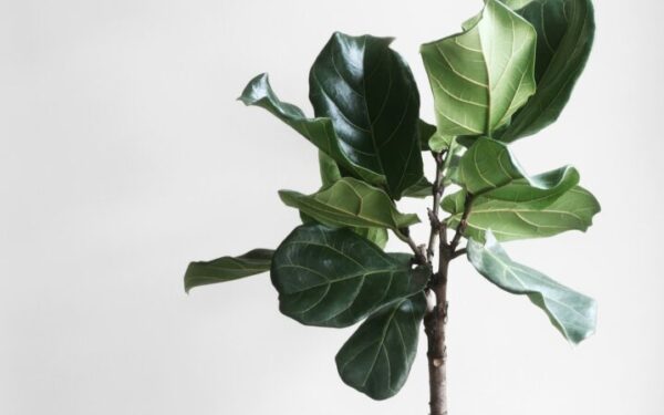 Why Are My Plant Leaves Turning Yellow? 9 Causes and Fixes